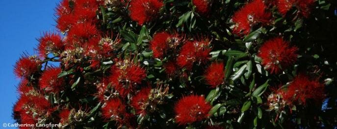   The New Zealand christmas tree brings colour to our coastline 