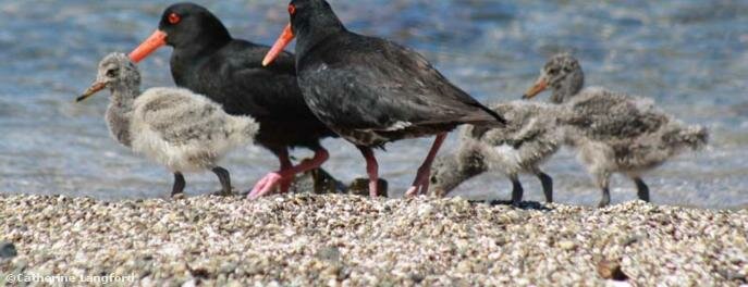  Oyster catchers on Roberton Island, one of the bigger of the 144 islands in the Bay known for its twin lagoon. 