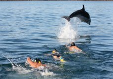 Explore - Swim with the Dolphins :: click here for more information