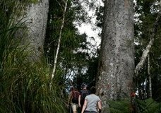 Adventure Puketi Kauri Forest Walks :: click here for more information