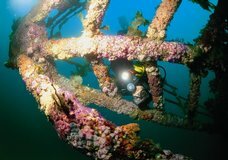 Paihia Dive: Wreck &amp; Reef :: click here for more information