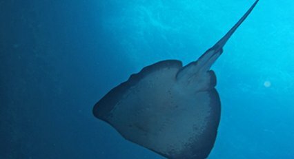 Sting Ray Cathedrsl Cave