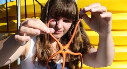 Starfish found amoungst the Bay of Islands